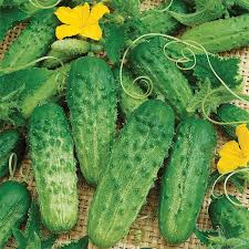 Image of small salad cucumbers